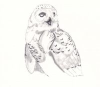 Snowy Owl